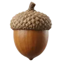 acorn