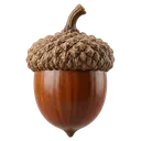 acorn nut