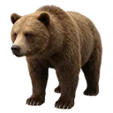 bear