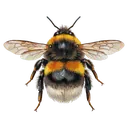bee Oil Painting icon