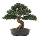 bonsai tree
