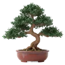 bonsai tree