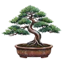 bonsai tree