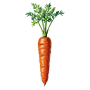 carrot