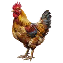 chicken Oil Painting icon