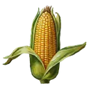corn