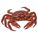 crab