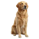 dog Photorealistic icon