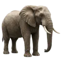 elephant Photorealistic icon