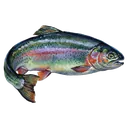 fish Oil Painting icon