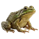 frog Photorealistic icon