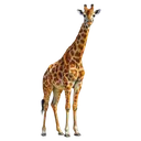 giraffe Oil Painting icon