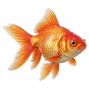 goldfish Photorealistic icon