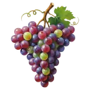 grapes Oil Painting icon
