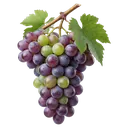 grapes Photorealistic icon