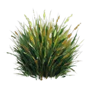 grass Oil Painting icon