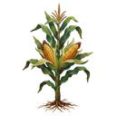 grown corn Oil Painting icon
