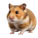 hamster Photorealistic icon