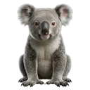 koala Photorealistic icon