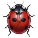 ladybug Oil Painting icon