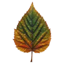 leaf Oil Painting icon