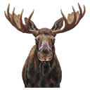 moose Oil Painting icon