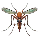 mosquito Oil Painting icon
