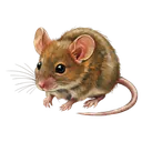mouse Oil Painting icon