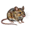 mouse animal Oil Painting icon