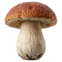 mushroom Photorealistic icon