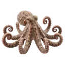 octopus Photorealistic icon