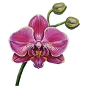orchid Oil Painting icon
