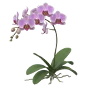 orchid Photorealistic icon