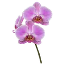 orchid Product Shot icon