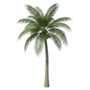 palm tree Photorealistic icon