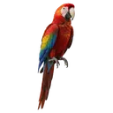parrot Photorealistic icon