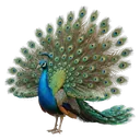 peacock Photorealistic icon