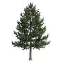 pine tree Photorealistic icon