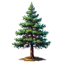 pine tree Oil Painting icon