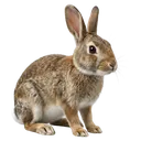 rabbit Photorealistic icon