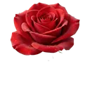 rose Photorealistic icon
