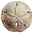 sand dollar Oil Painting icon