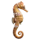 seahorse Photorealistic icon