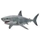 shark Photorealistic icon