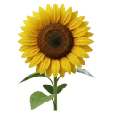 sunflower Photorealistic icon