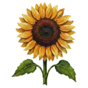 sunflower Oil Painting icon