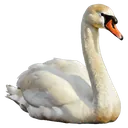 swan Oil Painting icon