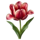 tulip Photorealistic icon