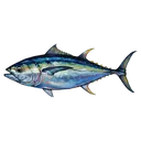 tuna
