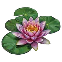 water lily Oil Painting icon